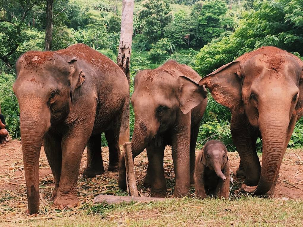 Elephant Nature Park Sanctuaryethical-elephant-sanctuary-experienceChiang Mai details