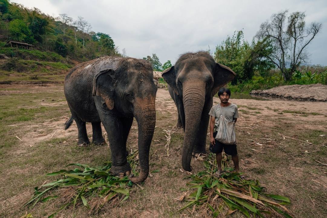 Elephant Nature Park Sanctuaryethical-elephant-sanctuary-experienceChiang Mai scenery