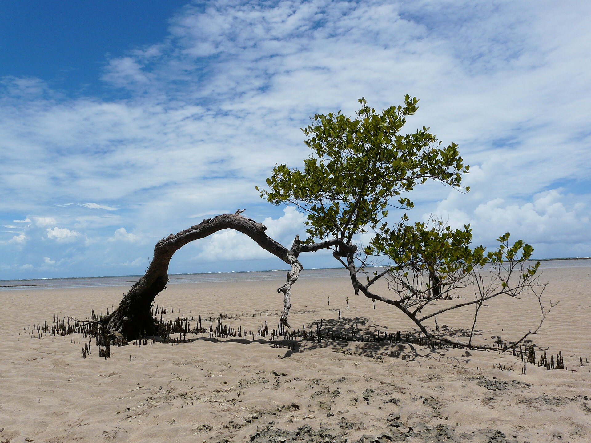 Top 5 choses à faire à Boipeba, île tranquille près de Tinharé 5 Boipeba highlights