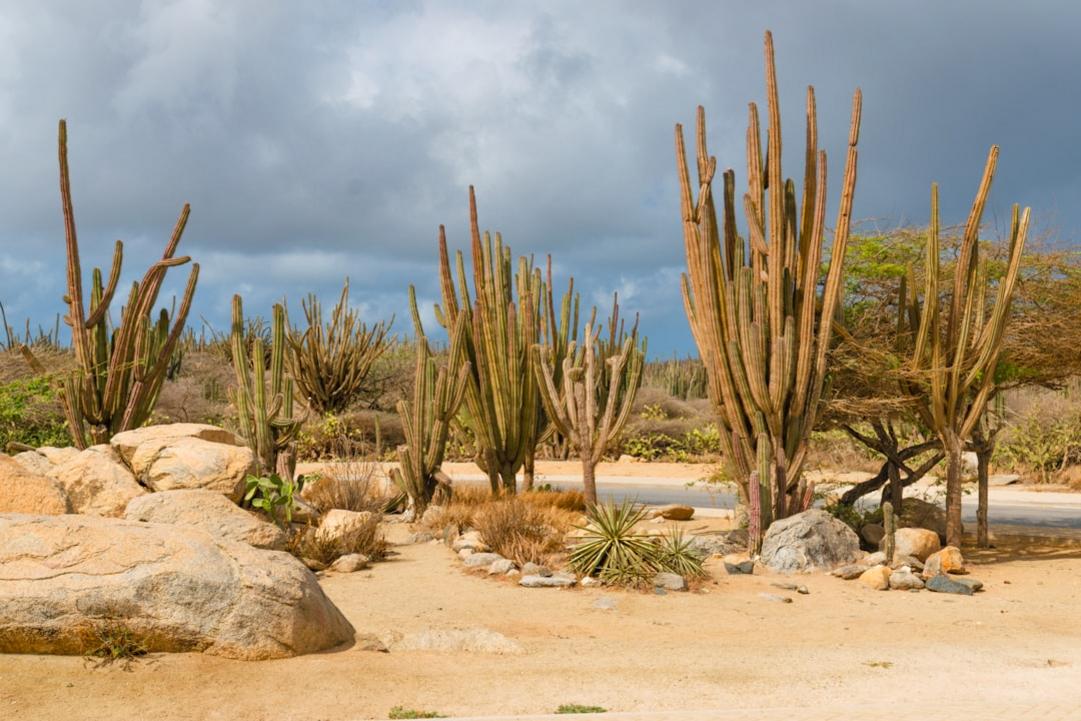 Aruba climate weather travel