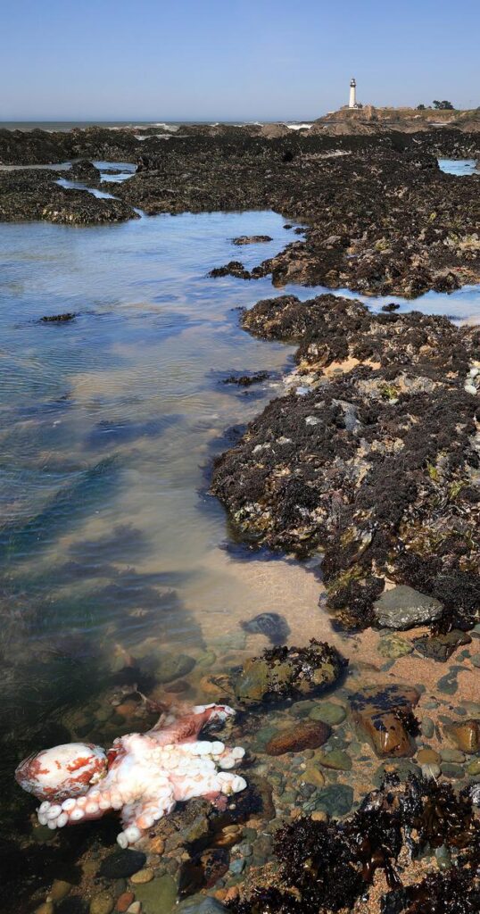 California Lighthouse Aruba header