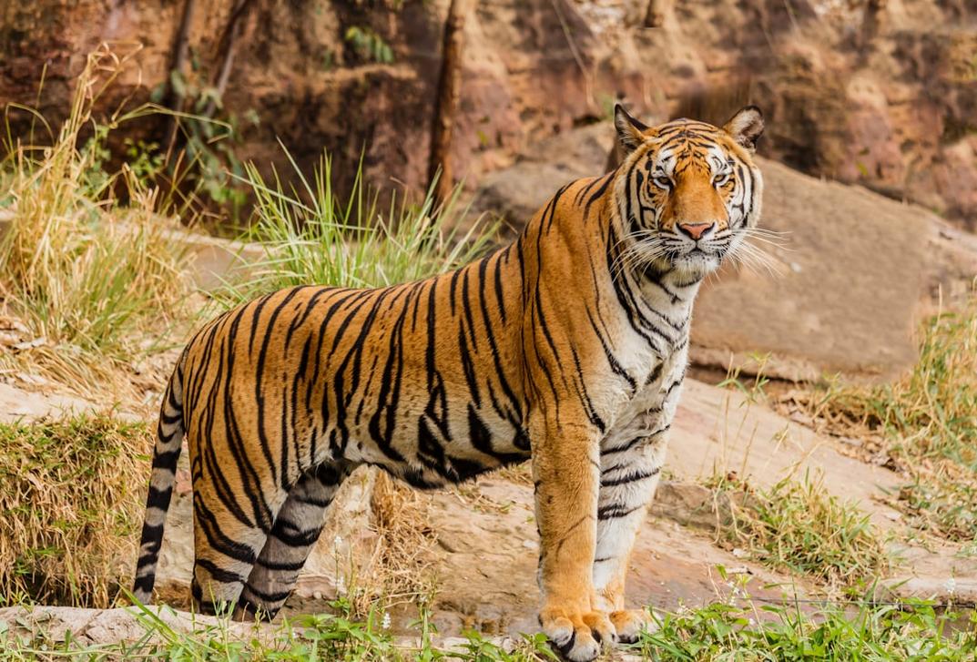The 15 Best National Parks in India: Focus on Wildlife Sightings 4 India national parks