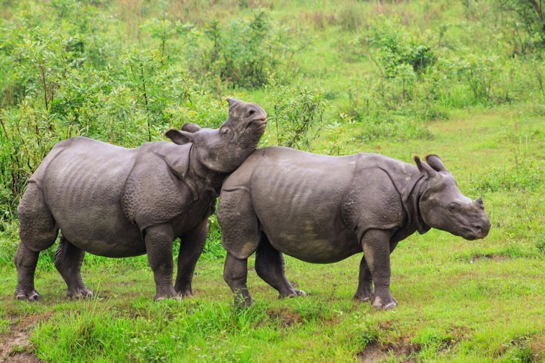 The 15 Best National Parks in India: Focus on Wildlife Sightings 6 India national parks