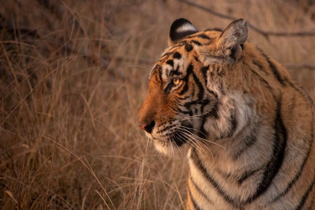 The 15 Best National Parks in India: Focus on Wildlife Sightings 5 India national parks