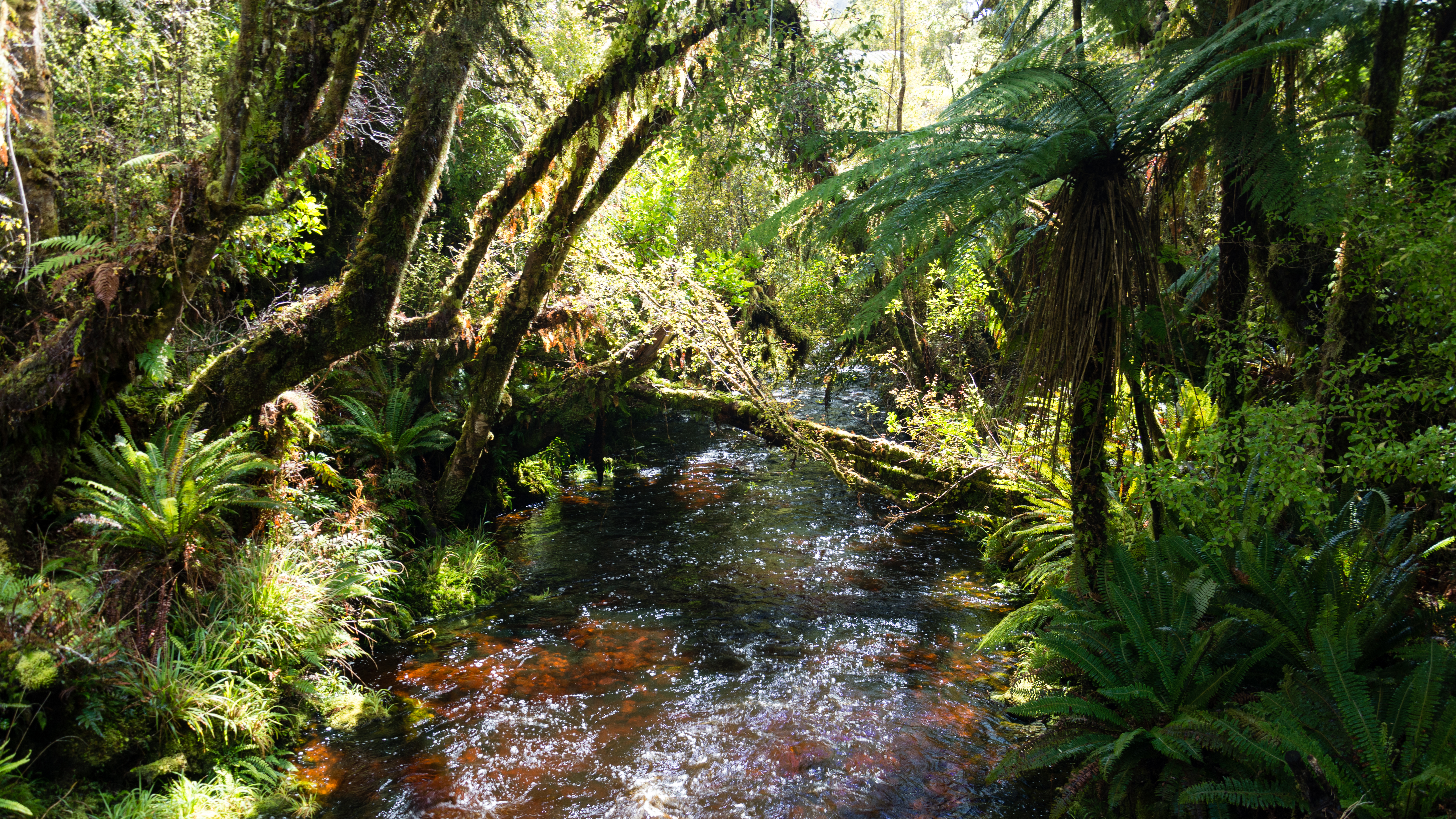 Les îles de Nouvelle-Zélande : nature sauvage et kiwis rares 24 Native forest along the Rakiura Track on Stewart Island, Nouvelle-Zélande