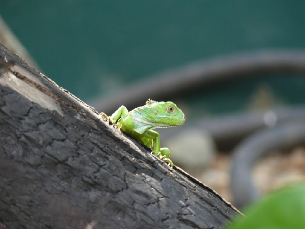 9 Things to do in San Ignacio | ATM Cave & Caracol Ruins 3 San Ignacio highlights