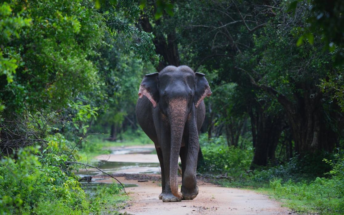 Parcs nationaux de la Thaïlande