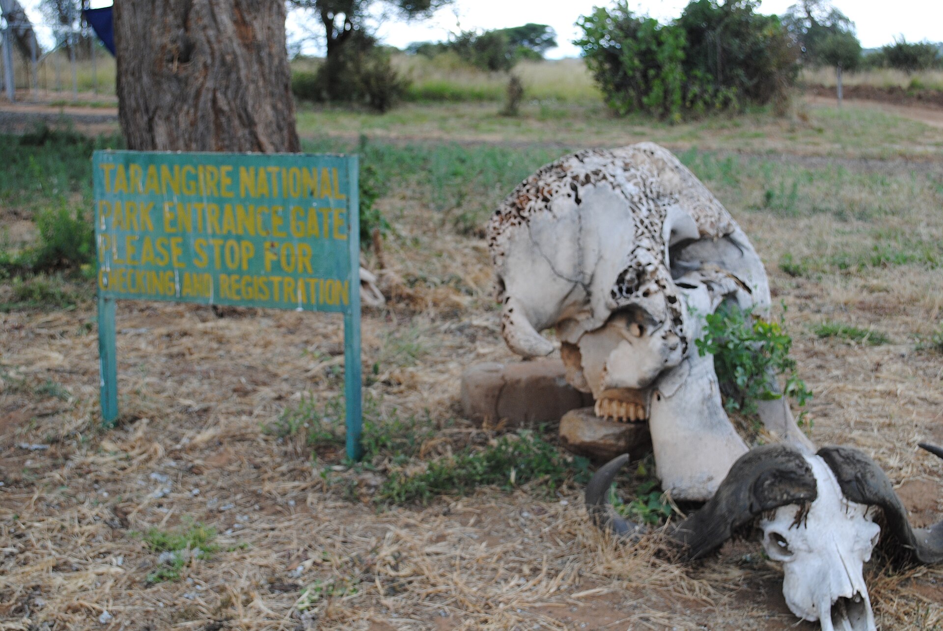 Tarangire National Park, Tanzania