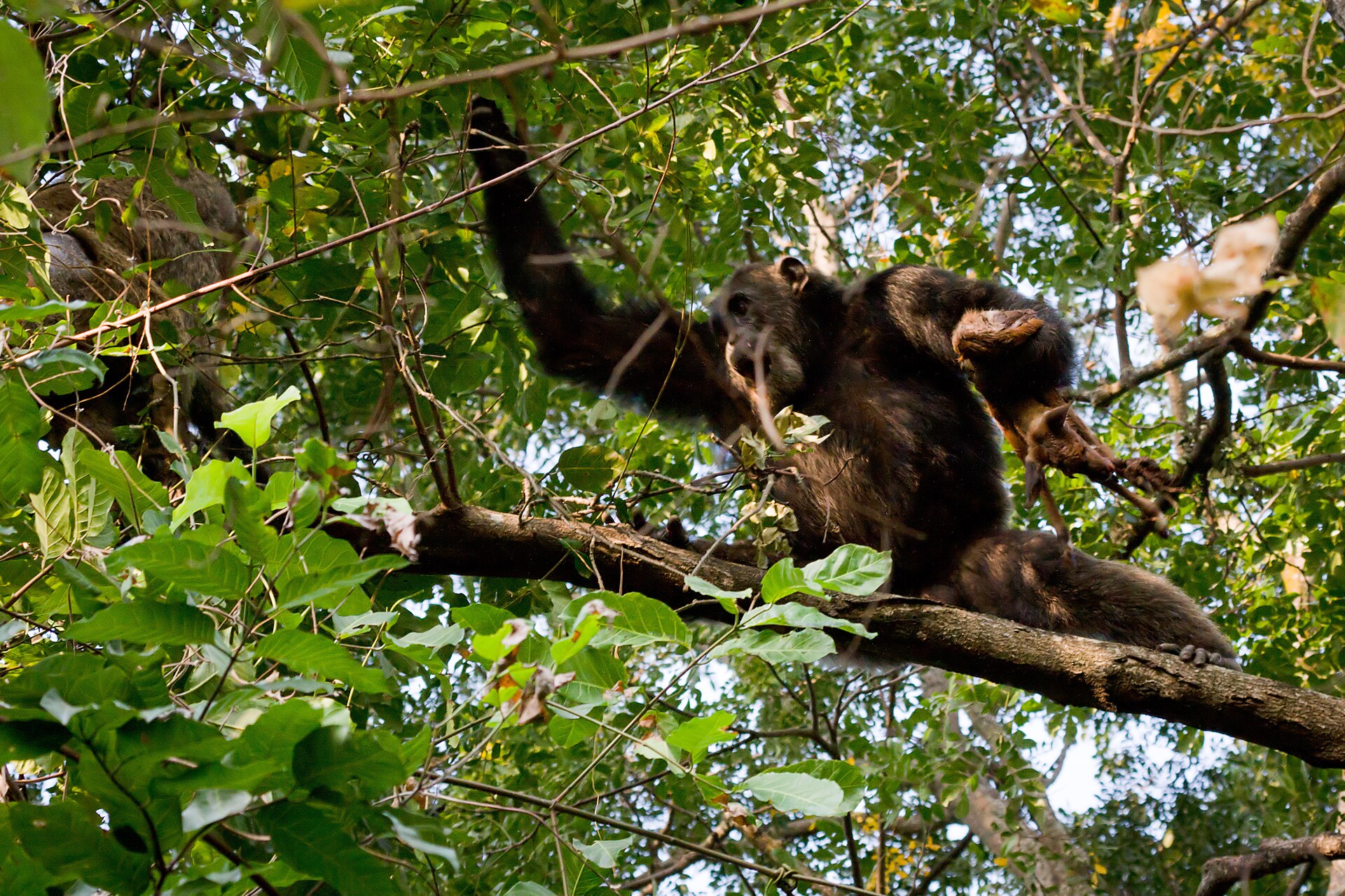 Gombe National Park, Tanzania