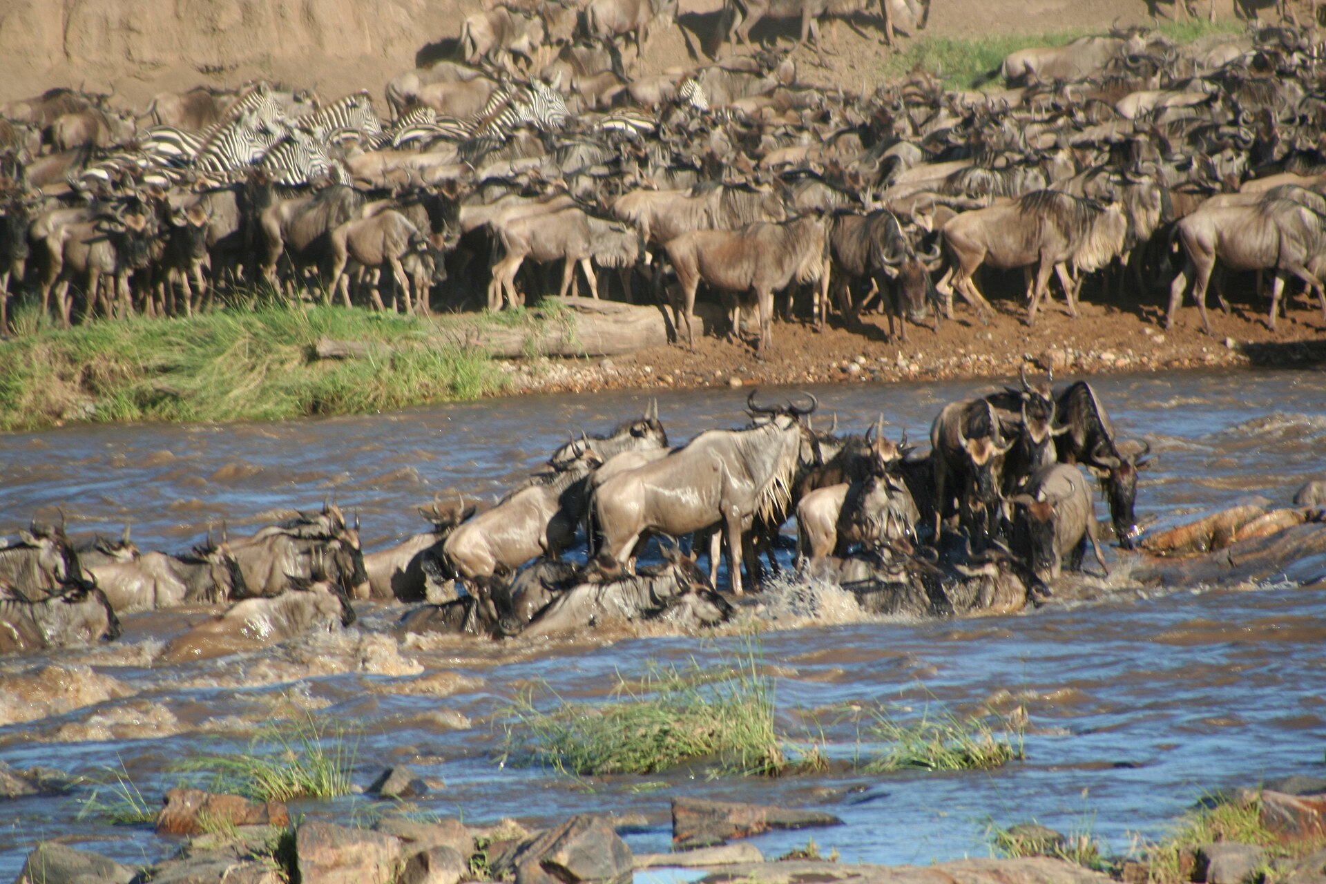 Wildlife of Tanzania, Tanzania