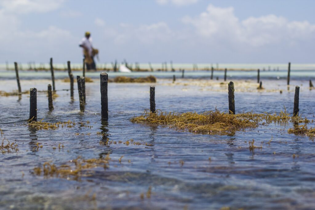 Top 6 Things to do in Paje - Kitesurfing Hub 1 1920px WomenWorking SeaweedZanzibar 3