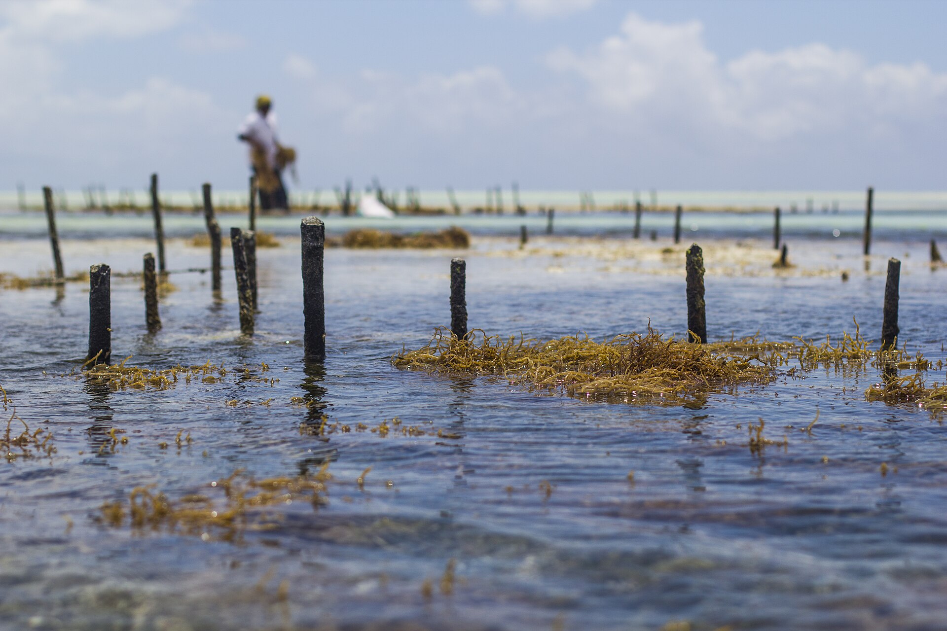 Top 6 Things to do in Paje - Kitesurfing Hub 4 Paje, Zanzibar, Tanzania