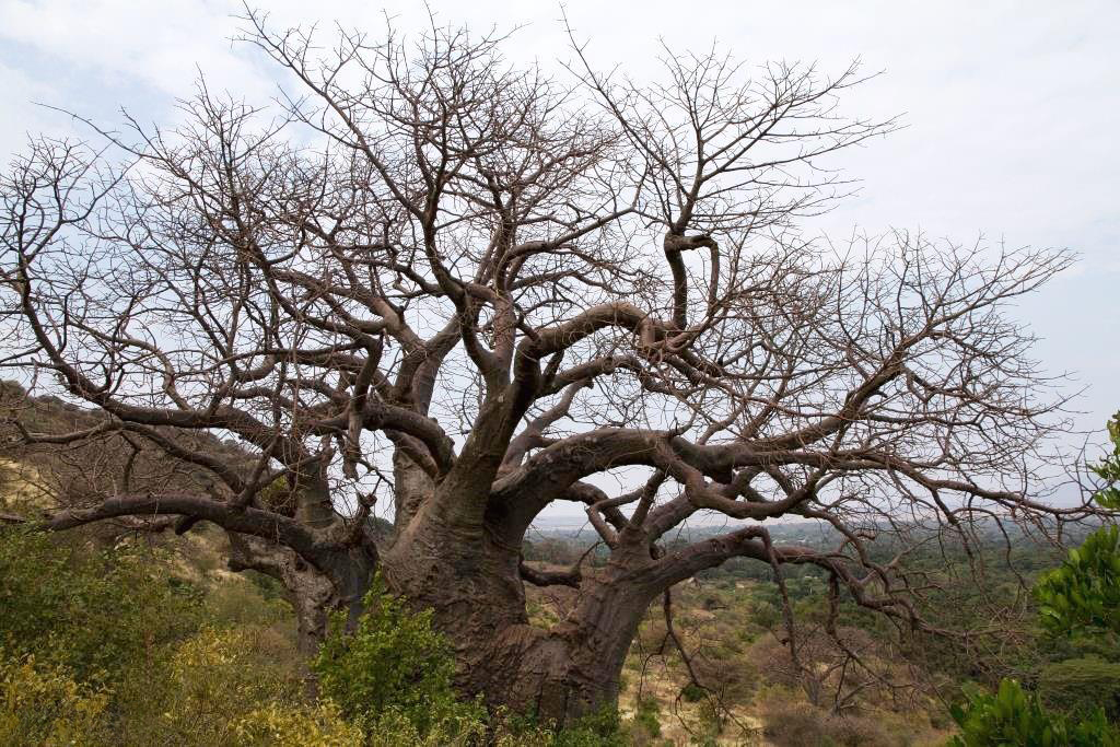 Lake Manyara National Park, Tanzania