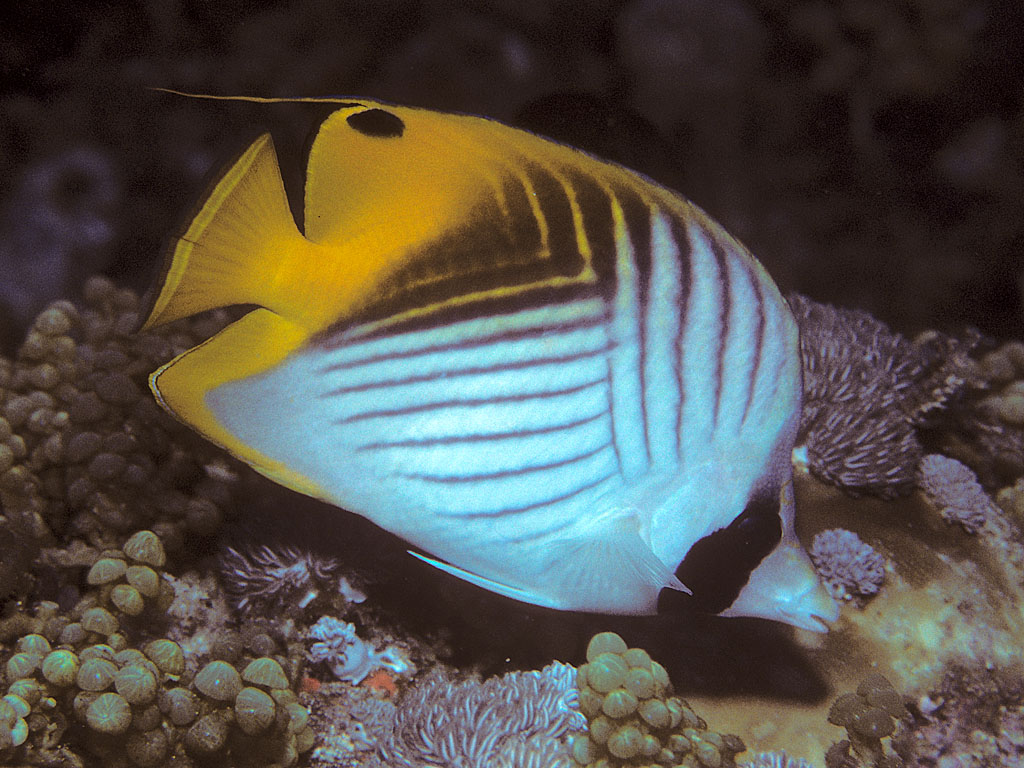 9 Things to do in Pemba Island: Dive Steep Reef Walls & Explore Clove Plantations 4 Pemba Island, Tanzania