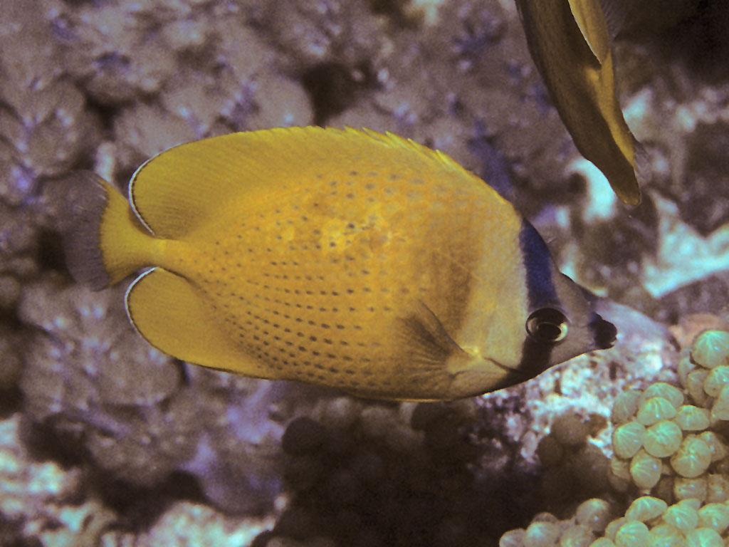 9 Things to do in Pemba Island: Dive Steep Reef Walls & Explore Clove Plantations 5 Pemba Island, Tanzania
