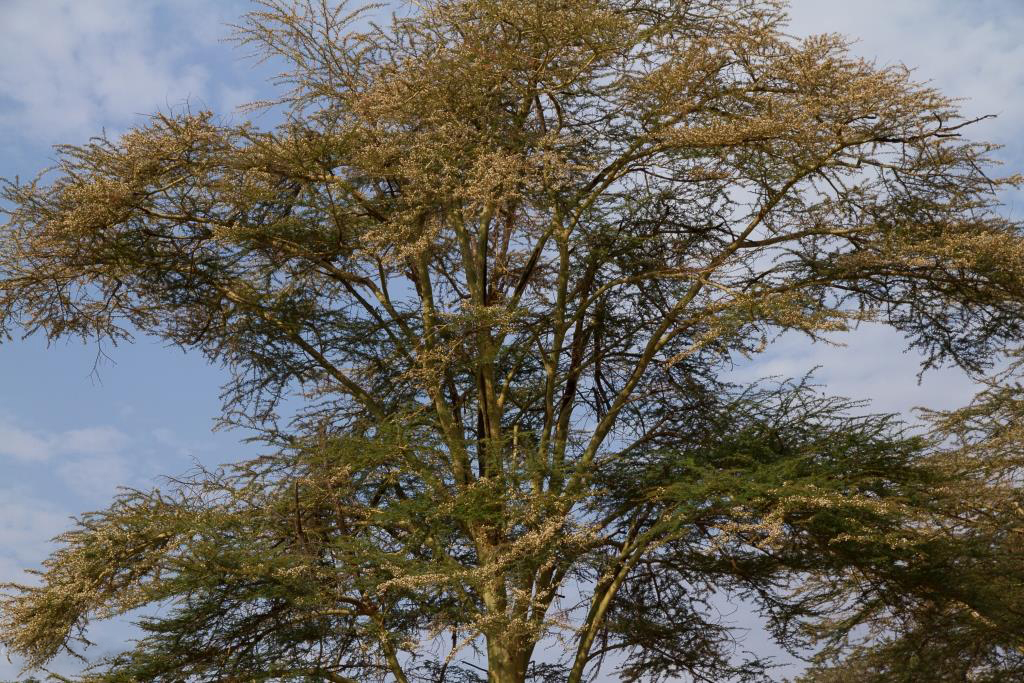 Lake Manyara National Park, Tanzania