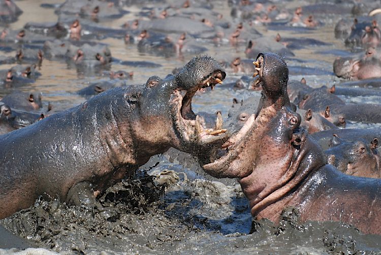 Hippo fight 2 3 28515841720629
