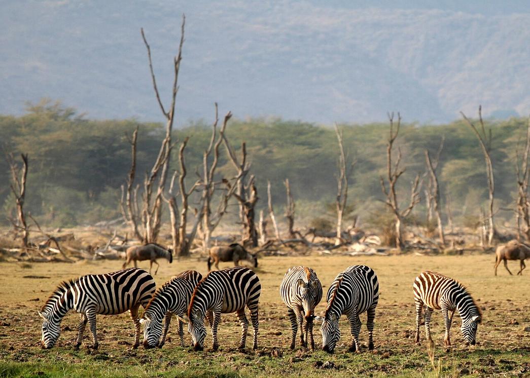 Hear the low rumble of hippos surfacing near the hippo pools at the park’s southern edge just before dawn.