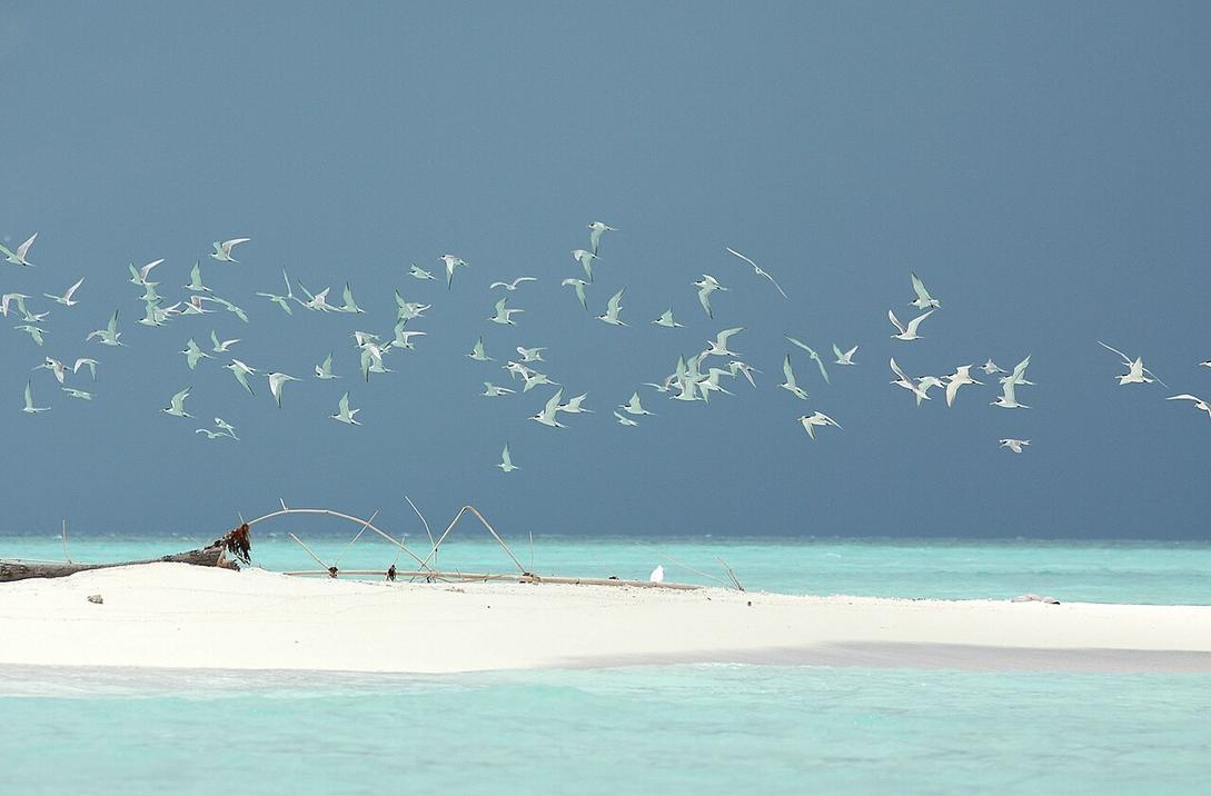 The vibrant coral gardens of Tubbataha's North Atoll teem with life beneath the surface.
