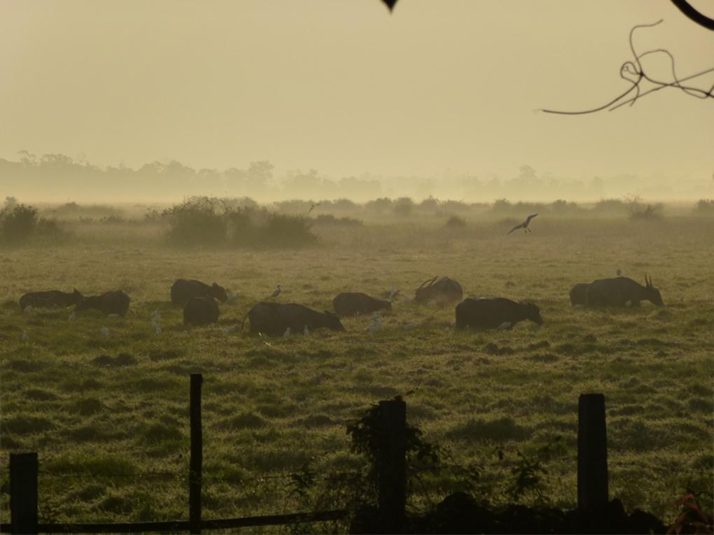 Listen to the rustle of leaves as you spot elephants near the wetlands.