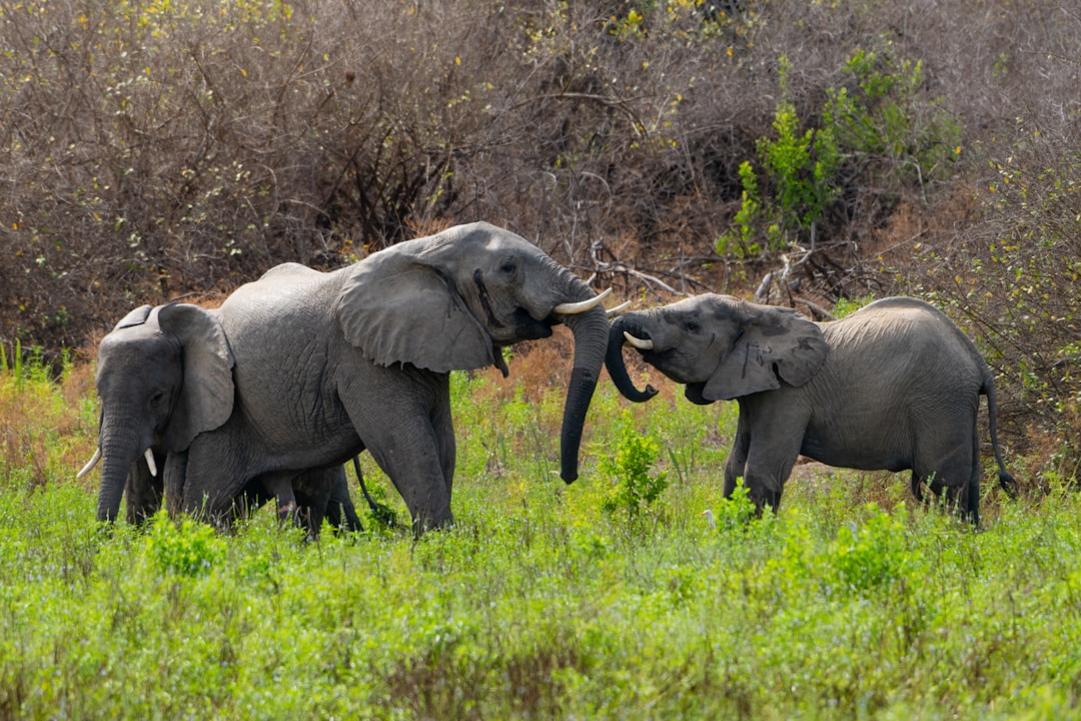 Rwanda travel