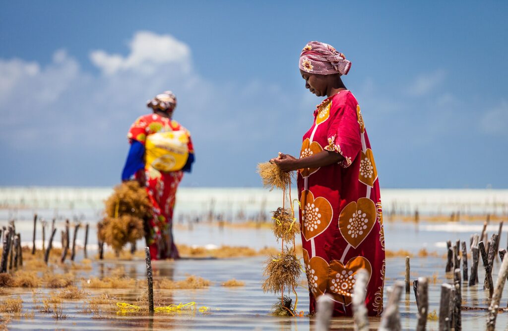 Top 5 Things to do in Jambiani - A Quiet Fishing Village 1 1920px Harvesting seaweed in Jambiani