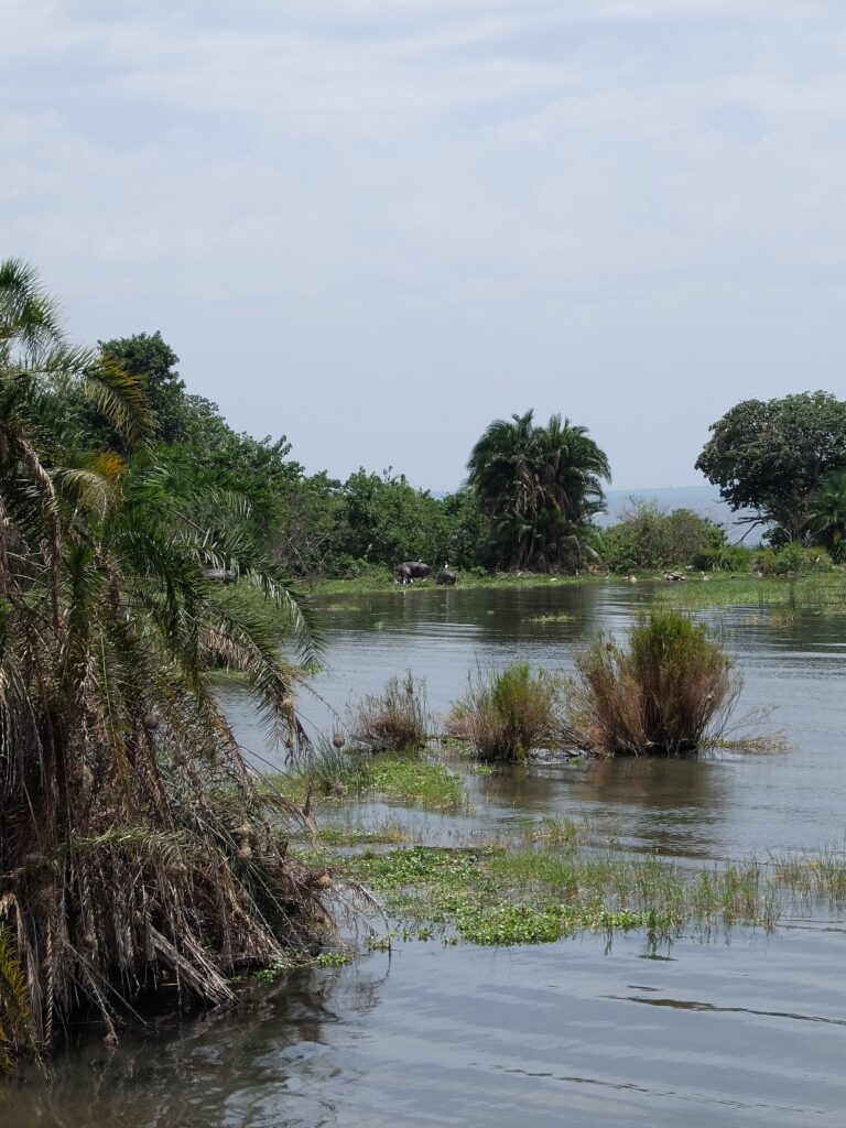 Rubondo Island National Park, Lake Victoria, Tanzania 1 1920px Hippos on Rubondo Island