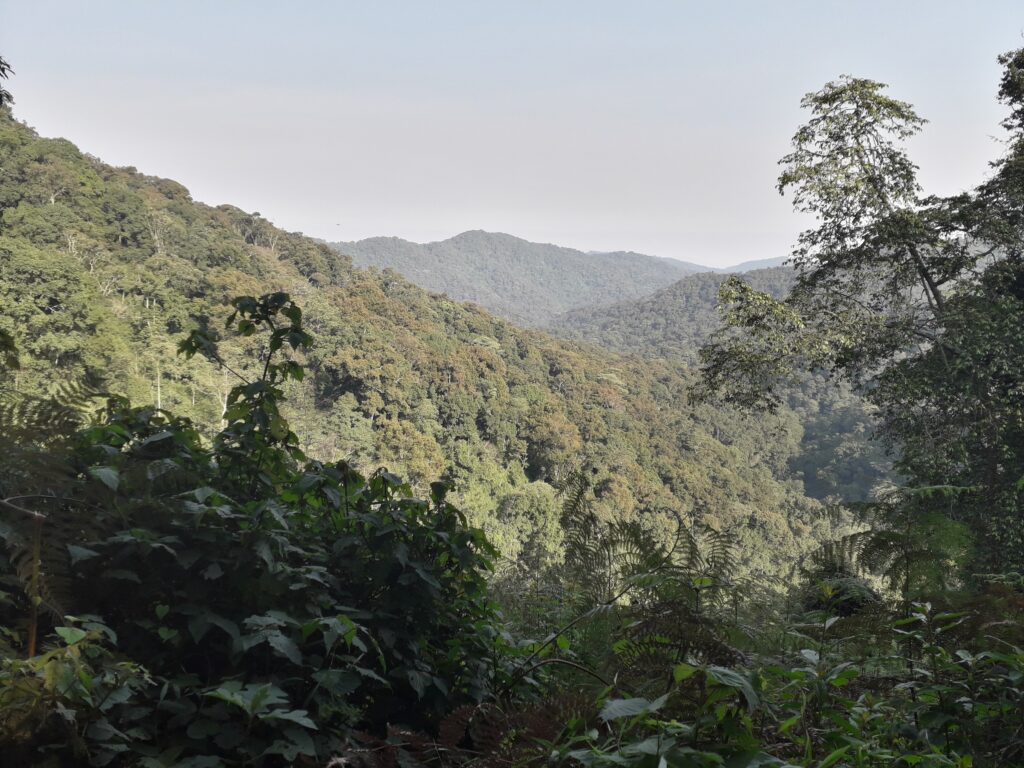 Bwindi Impenetrable Forest, Uganda